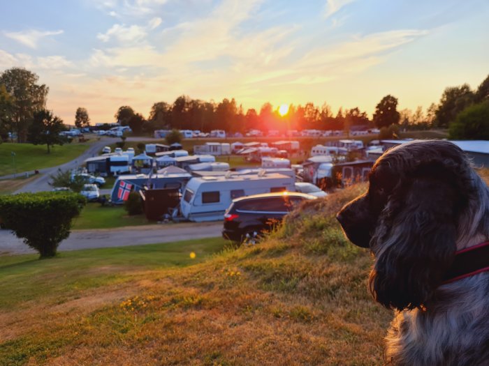 Hund som tittar på en solnedgång över en fullbelagd campingplats.