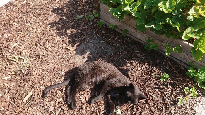 Svart katt som ligger och slappar i trädgården bredvid en träplanteringslåda.