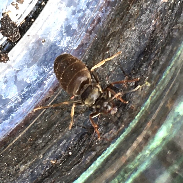 Närbild på en mörk myra som är cirka 12mm lång, överexponerad för klarhet, på jordytan av en pallkrage.