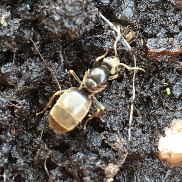 Närbild på en cirka 12mm lång mörk myra på fuktig jord, något överexponerad för tydlighet.