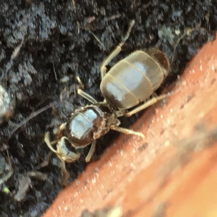 Närbild på en ca 12mm lång trädgårdsmyra på rutten träyta, bild något överexponerad för klarare sikt.