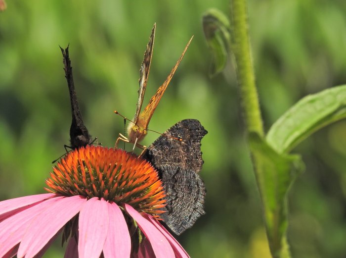 Två fjärilar på en rosa echinacea-blomma mot suddig grön bakgrund.