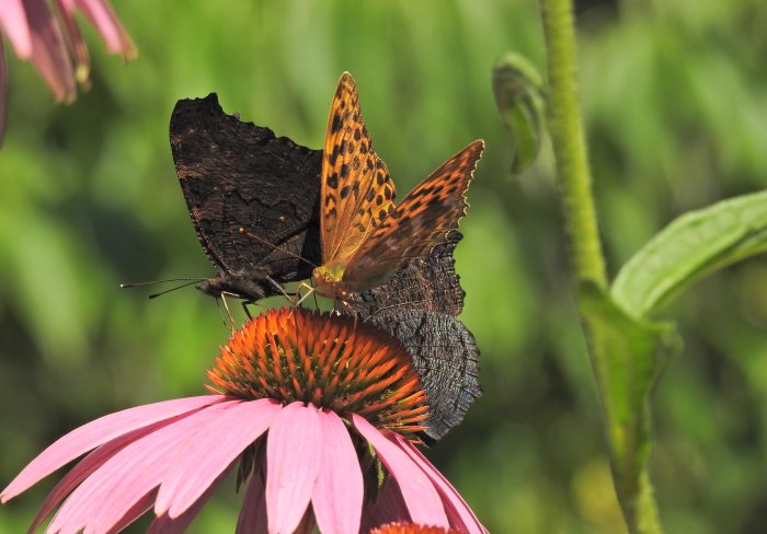 Fjäril med öppna vingar sitter på en rosa blomma med orange mitt.