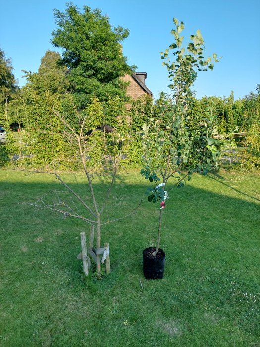 Ett dött äppelträd bredvid ett nytt levande äppelträd redo för plantering i trädgården.