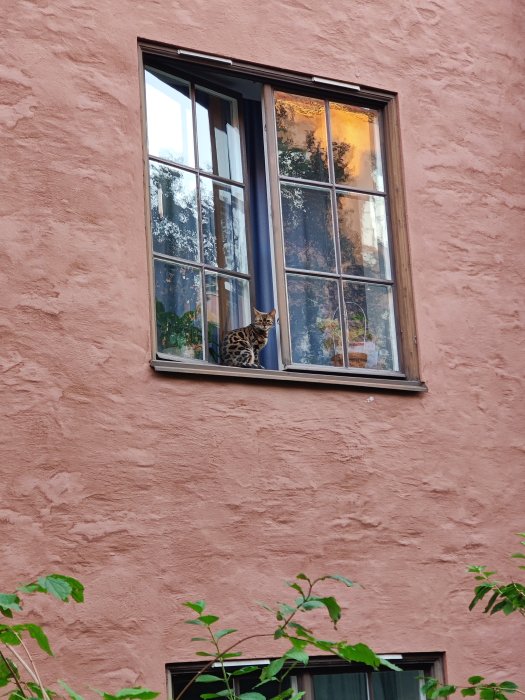 Katt som tittar ut genom fönstret på en rosa husvägg.