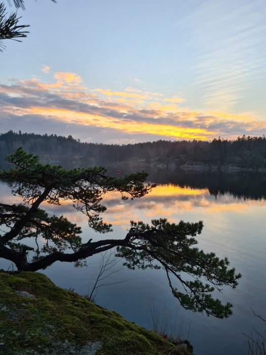 Solnedgång med spegling i en skogssjö och grenar i förgrunden.