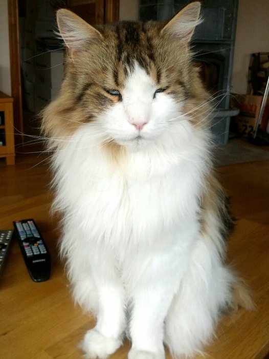 Fluffig Maine Coon-katt med stängda ögon sitter inne i ett rum.