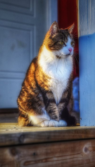 En brun och vit katt sitter intill en dörröppning och ser ut.