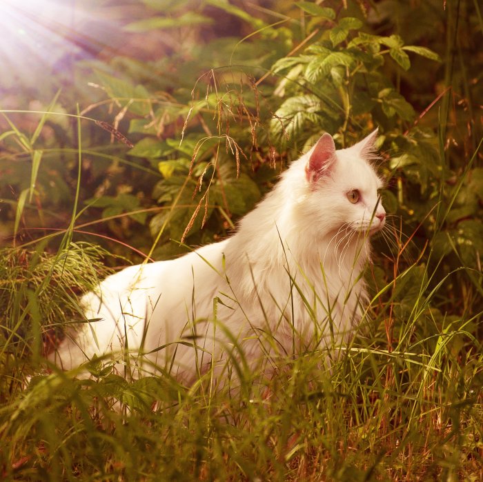 Vit katt i grönt gräs i solljus.