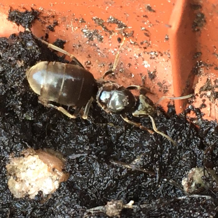 Stor myra med ljusare bakdel på fuktig jord vid en pallkrage, möjlig hästmyra.