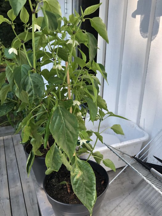 Chiliväxt med gröna blad och vita blommor i kruka på träveranda med skugga av person.