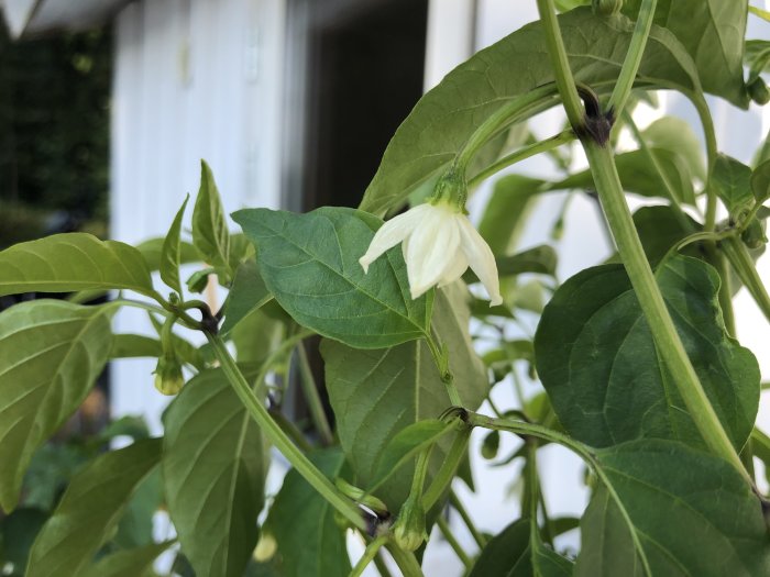 Grönt chiliplanta med stor bladverk och en vit chili blomma i fokus.