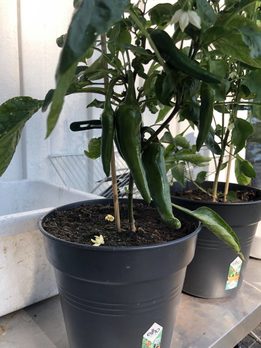 Gröna chilipepparplantor med mogna frukter i krukor.