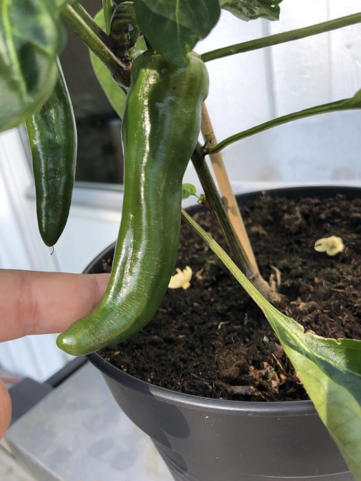 Stor grönn chili växer i kruka, person pekar på en mogen frukt.
