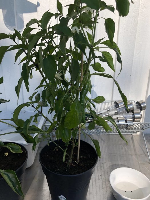 En chiliväxt i kruka med gröna blad och några mogna gröna chili i ett växthus.
