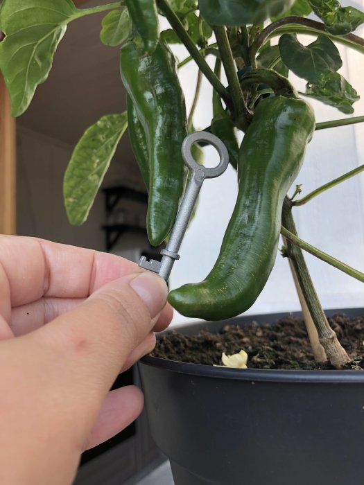Hand håller en gammal nyckel mot stora gröna chilifrukter på en planta för att jämföra storleken.