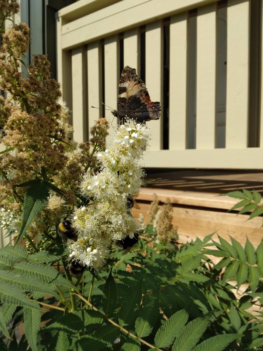 Fjäril på blomma med humla och gröna blad, träleunad i bakgrunden.