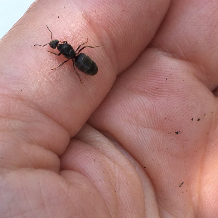 Stor myra på en handflata som illustrerar storleken på insekten.