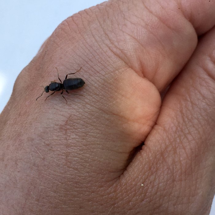 Större myra på en handflata som illustrerar insektens storlek jämfört med mänsklig hud.