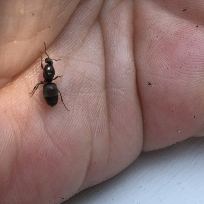 12mm lång myra i en handflata visar storleken och färgvariation på insekten.