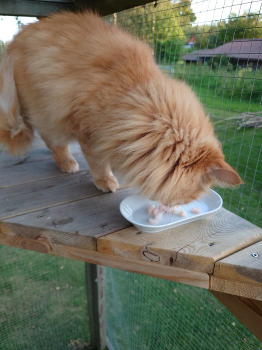 Ljusbrun katt sniffar på ett litet fat med räkor på en träbänk utomhus.