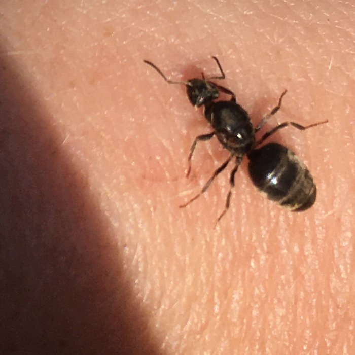 Närbild på en svart myra på hud ytan, i solljus.