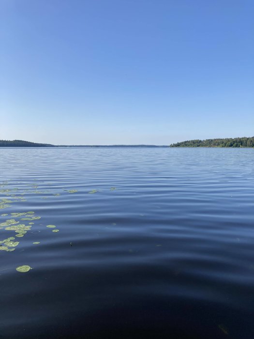 Stilla sjö med vattennäckrosblad och skogklädd horisont under klarblå himmel.