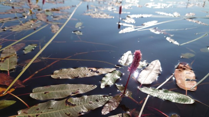 Vattenyta med flytande höstlöv och en rosa sjögräsblomma i solljus.