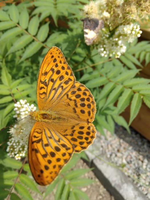 Fjäril med orange och svartmönstrade vingar på en vit blomma med gröna blad i bakgrunden.