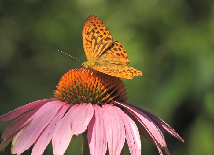 Silverstreckad pärlemorfjäril sitter på en rosa rudbeckiablomma i solljus.