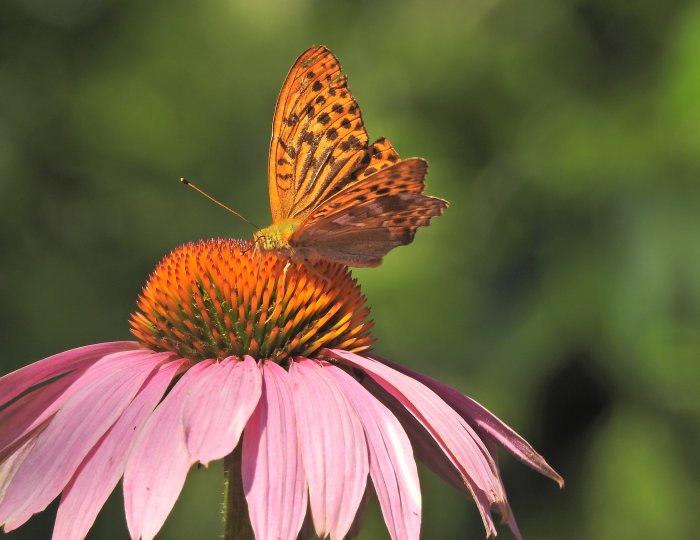 Silverstreckad pärlemorfjäril på en lila rudbeckia med orange mitt i solljus.