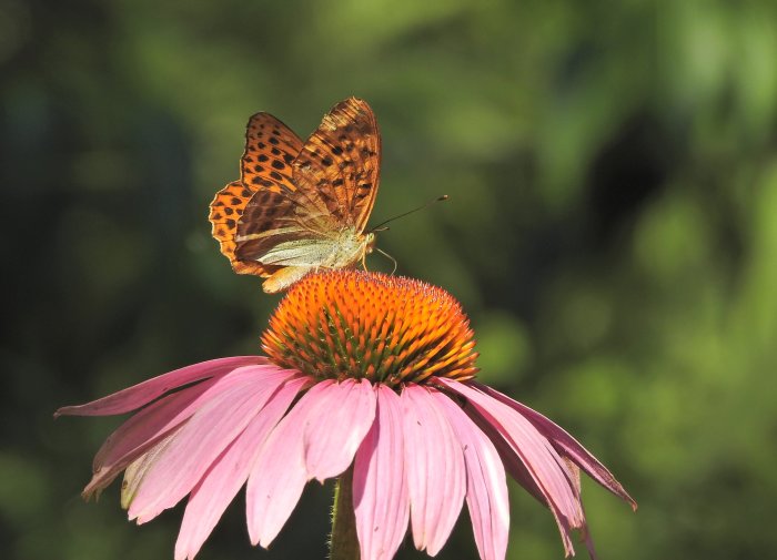 Silverstreckad pärlemorfjäril på rödorange blomma, Echinacea purpurea.