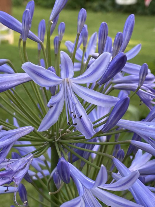 Närbild på blå Agapanthusblommor med synliga ståndare och bladverk i bakgrunden.