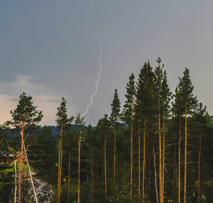 Blixt fångad på bild i mörka moln över skog.