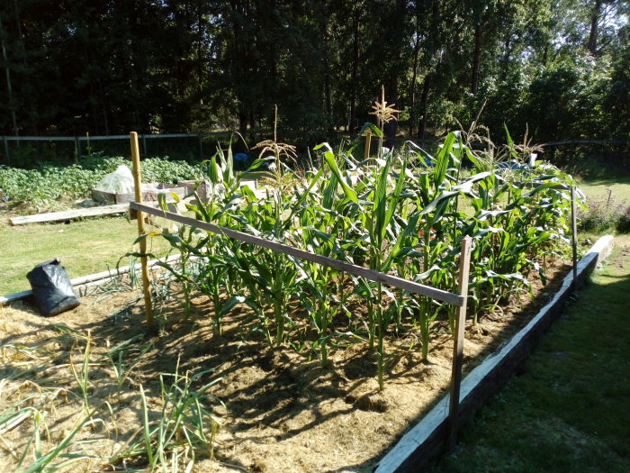 Trädgårdsland med majsväxter i förgrunden och potatisväxter i bakgrunden omgivet av grönt gräs.