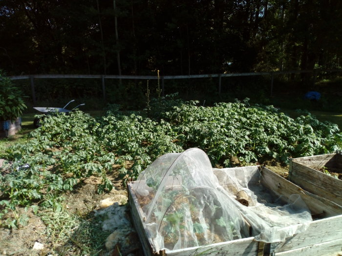 Potatisplantor i trädgården med täckmaterial och skottkärra i bakgrunden.