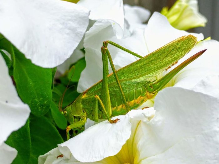 Grön gräshoppa sitter bland vita blommor, möjligen en vårtbitare.