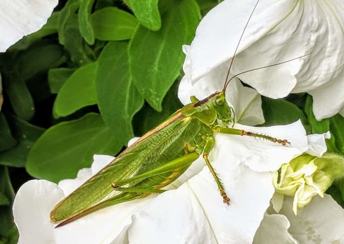 Syrsa, gräshoppa eller vårtbitare på en vit blomma med gröna blad i bakgrunden.