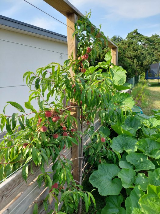 Persikoträd med mogen frukt bredvid vintersquashplantor i en trädgård.
