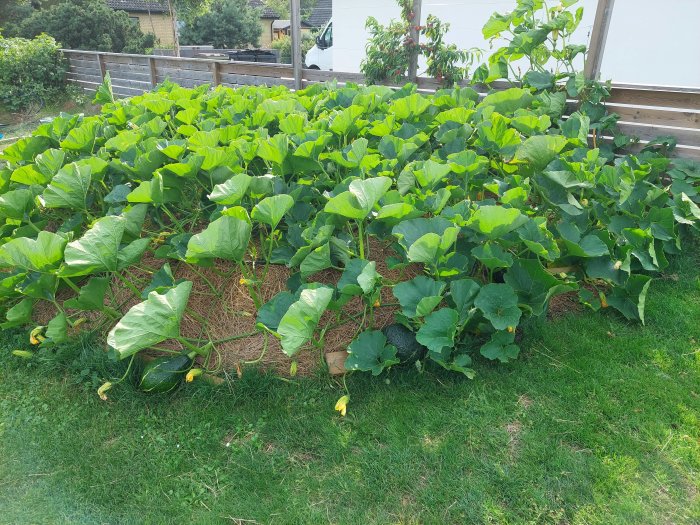 Lummig odling av vintersquash i en trädgård med stora gröna blad och squashfrukter synliga på marken.