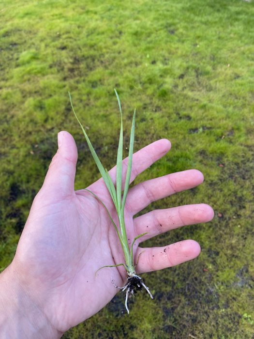 En hand som visar en grästuv med rötter framför nyutsprungen gräsmatta.