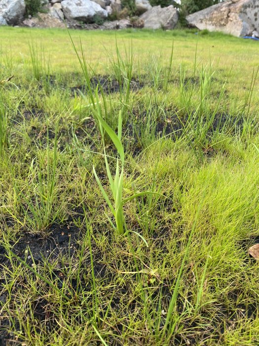 Långt gräs eller potentiellt ogräs som sticker upp från en nysådd gräsmatta på fuktig mark.