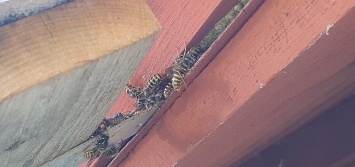Getingbo som byggts mellan takpannor och underlag, synliga getingar.