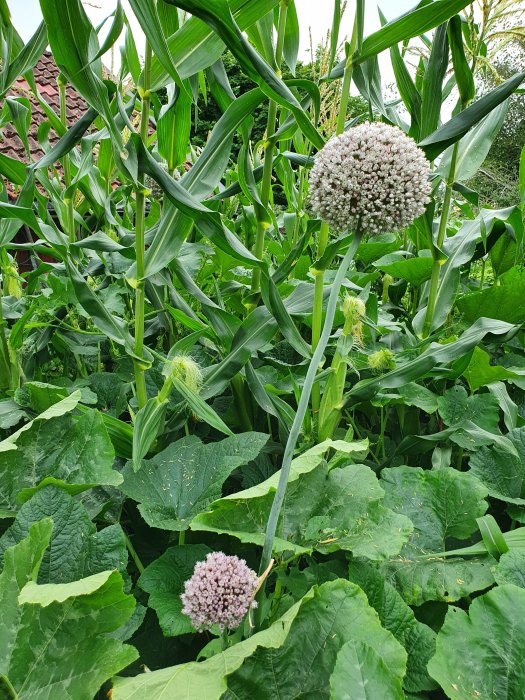 Blommande purjolök omgiven av gröna majs och pumpablad i en trädgårdsrabatt.