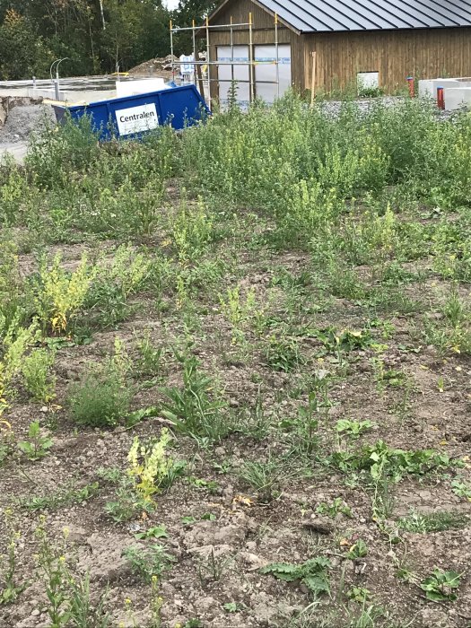 Tomt med ogräs, nybyggt hus i bakgrunden och en blå container märkt "Centralen".