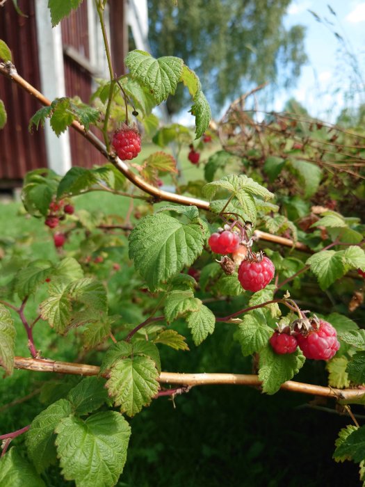 Mogna hallon på grenar med gröna blad och en röd lada i bakgrunden.