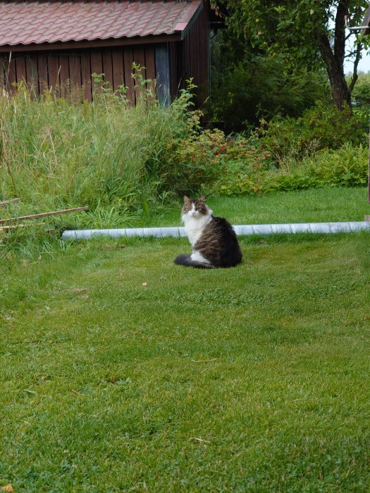 Äldre flerfärgad katt sitter på en gräsmatta framför en röd lada och gröna buskar.