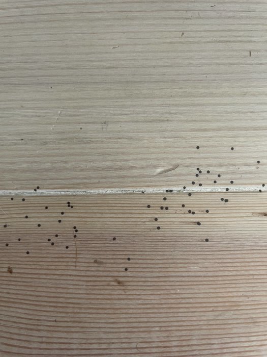 Svarta ytliga fläckar på linoljevaxat trägolv som liknar insektsägg.