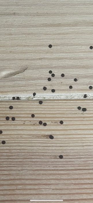 Ytliga svarta fläckar på ett linoljevaxat trägolv som framställs som möjliga insektsägg.