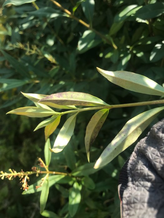 Närgränsad bild av ligusterblad med ovanlig nästan svart färgfläckning, ovanför andra gröna blad.